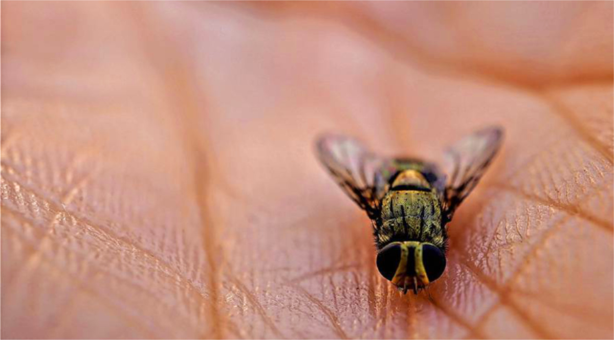¿Las moscas (o las máquinas) no tienen consciencia?